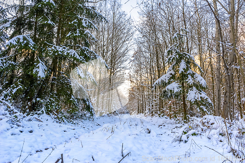 Image of sunny winter forest