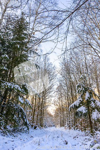 Image of sunny winter forest