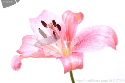 Image of lily flower isolated