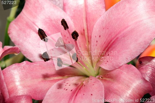 Image of lily detail