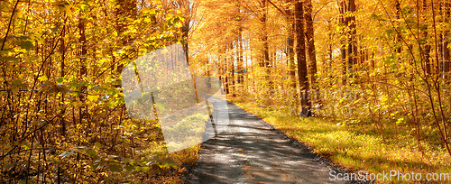 Image of Forest, road and autumn season with trees, path or street of natural scenery on banner in nature. Empty trail, plants and leaves in the countryside of landscape, eco friendly environment or pathway