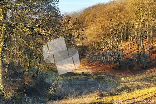 Image of Tree, woods and spring with hill in nature for natural scenery, outdoor forest or seasonal change. Empty rainforest, sunlight or lush branches of foliage on peaceful land or wilderness in countryside