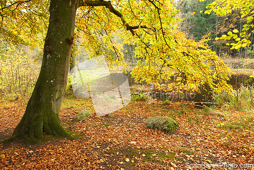 Image of Forest, trees and lake with environment, countryside and climate with grass and sunshine. Growth, plants and woods with nature, water and river with farm and landscape with field and sustainability