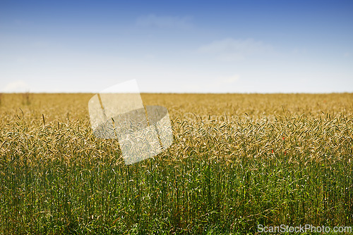 Image of Mockup, wheat field and landscape of sky for countryside farming or eco friendly background. Sustainability, plant growth and gold grass or grain development on empty farm for agriculture or nature