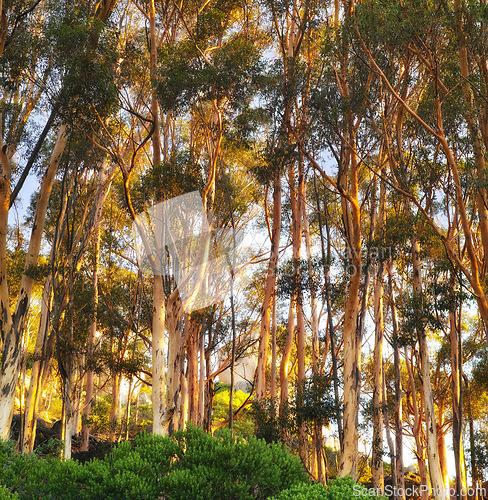 Image of Bushes, forest and trees with sunshine, environment or agriculture with plants or eco friendly. Empty, blue sky or fresh air with summer or natural with woods or countryside with ecology or landscape