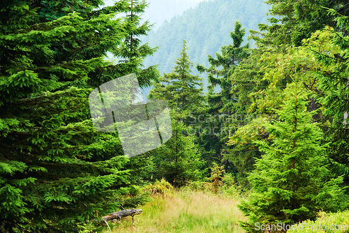 Image of Forest, summer and trees with environment, outdoor and nature with beauty and eco friendly. Landscape, ecology or earth with woods or bushes with growth or sunshine with spring, fresh air or climate