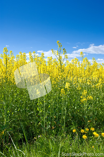 Image of Sky, field or environment with grass for flowers, agro farming or sustainable growth in nature. Background, yellow canola plants or landscape of meadow, lawn or natural pasture for crops and ecology