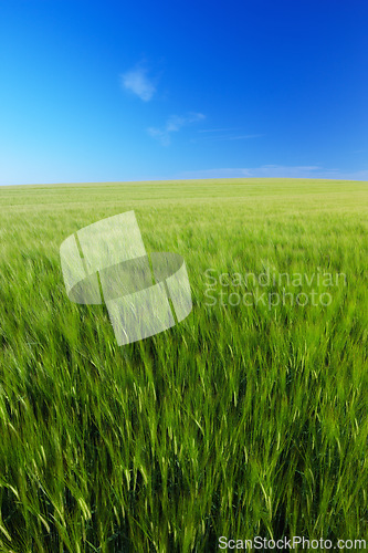 Image of Sky, lawn mockup and field with landscape of agro farming and outdoor plant growth in summer. Background, botanical or space for environment, grass or natural pasture for crops and ecology in nature