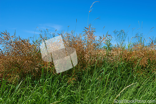 Image of Plants, field or landscape of wild grass, agro farming or harvest growth in nature environment. Background, tall weeds or countryside with green lawn or natural pasture for meadow, crops or ecology