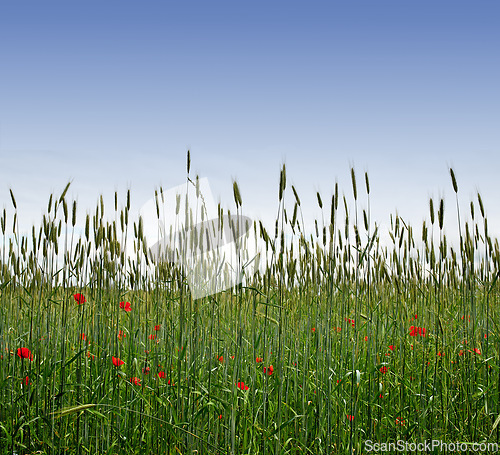 Image of Red, field or environment with grass for flowers, agro farming or sustainable growth in nature. Background, sky space or landscape of meadow, green lawn or natural pasture for wild poppy and ecology