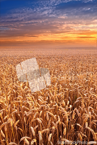 Image of Landscape, sunset and wheat field for farming, sky and environment for travel in Denmark countryside. Plant, grain and crop with horizon for natural background, sun and agriculture for sustainability