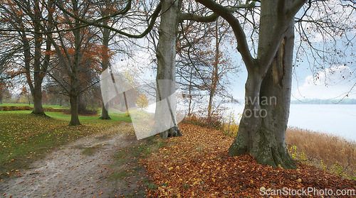 Image of Path, landscape and forest with trees in countryside for travel, adventure and ocean with autumn in nature. Street, Trail and location in Denmark with direction, roadway or environment for tourism