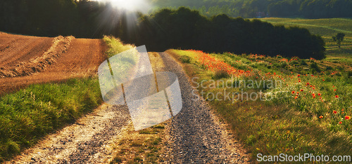 Image of Path, landscape or field with flowers in countryside for travel, adventure or sunrise with spring in nature. Street, trail and location in Amsterdam with direction, roadway or environment for tourism