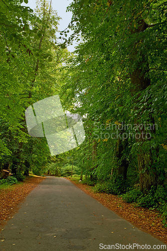 Image of Road, landscape and forest with trees in countryside for travel, adventure and leaves with tarmac in nature. Street, trail and location in Amsterdam with direction, roadway or environment for tourism