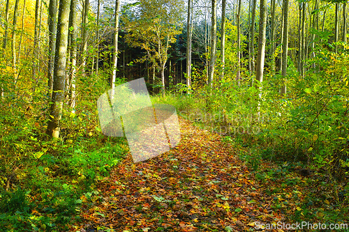 Image of Pathway, landscape and forest for travel in nature for trekking, adventure or hiking with leaves in Hawaii. Trail, wilderness and location with pine trees, roadway or environment for holiday and trip