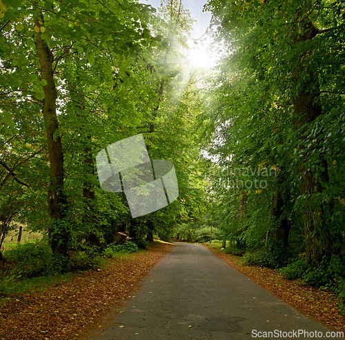 Image of Road, landscape and woods with trees in countryside for travel, adventure and leaves with tarmac in nature. Street, forest and location in Amsterdam with direction, roadway or environment for tourism