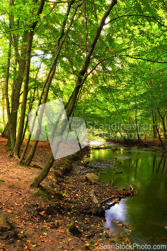 Image of Landscape, forest and river with trees in nature for environment, ecosystem and ecology outdoors. Natural background, woods and water for scenic view, travel destination and terrain in countryside