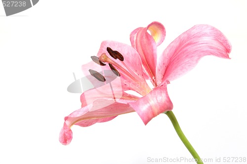 Image of pink lily