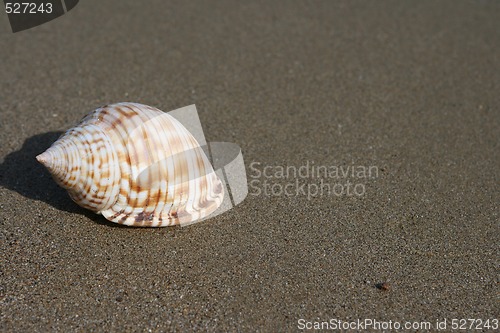 Image of seashell with copyspace