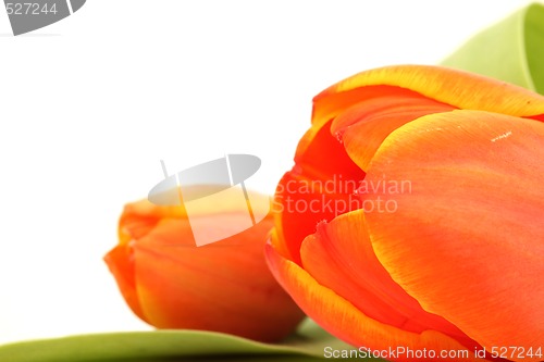 Image of isolated tulip
