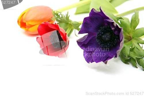 Image of purple flower