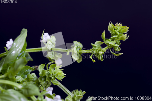 Image of fragrant and very delicious Basil