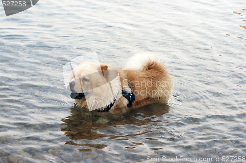 Image of dog in sea