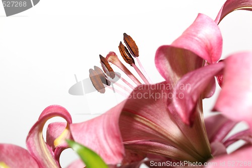 Image of macro pink lily