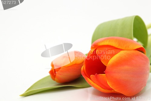 Image of copyspace tulip