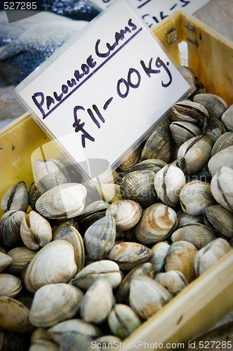 Image of Clams in a box