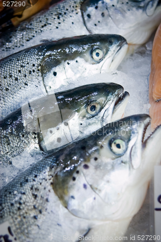 Image of Salmon heads