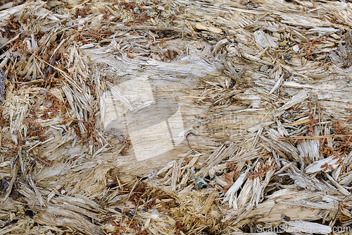 Image of Close-up view of weathered wooden texture on an old log surface