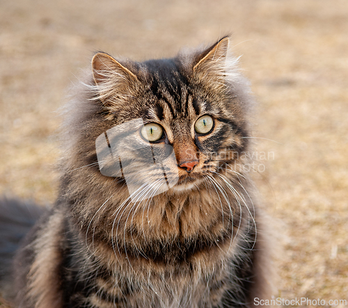 Image of Fluffy tabby cat sits calmly outdoors on a sunny day