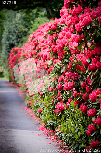 Image of A road lined with Rhododendron