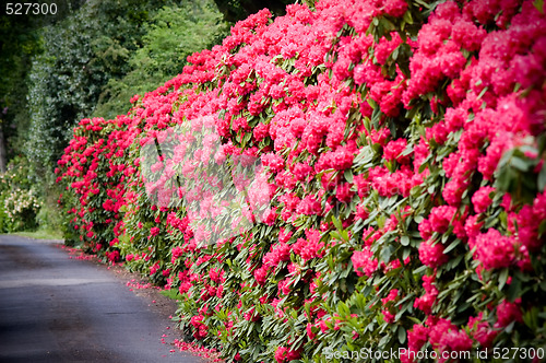 Image of A road lined with Rhododendron