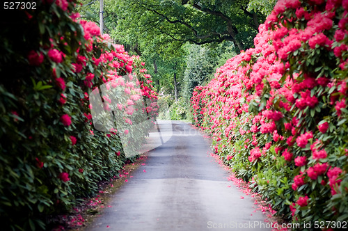 Image of A road lined with Rhododendron