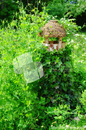 Image of Green, leaves and bird house in garden with nature, Spring season and growth for planting and environment. Greenery, foliage and bush with ornament for decoration, landscaping and plants outdoor