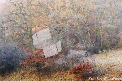 Image of Autumn, landscape and forest with trees or winter on frozen morning for weather, climate and cold season. Denmark, nature and field in woods for ecosystem background, environment or natural habitat