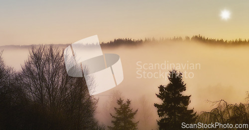 Image of Landscape, sky or fog with trees or winter on cold morning for weather, climate or outdoor nature. Sunshine, scenery and forest mist in woods for ecosystem background, environment or natural habitat