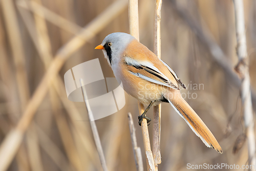 Image of tiny and colorful male bearded reedling