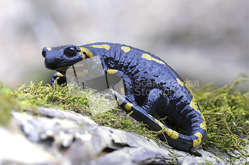 Image of fire salamander focus stack 