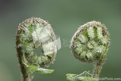 Image of fresh young fern leaves