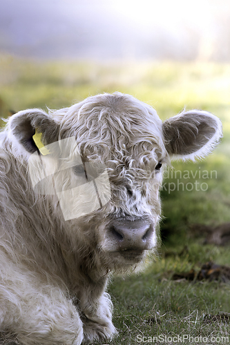 Image of galloway calf portrait