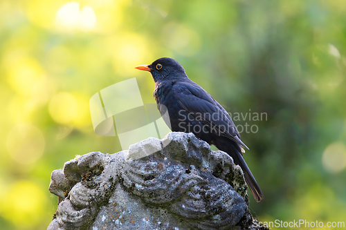 Image of male common blackbird on top of a statue