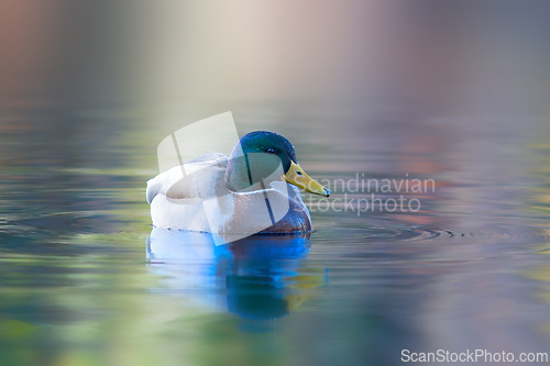 Image of male mallard swimming on water surface
