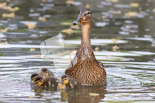 Image of mallard hen with ducklings