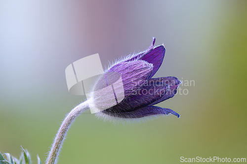 Image of Pulsatilla sp focus stack.