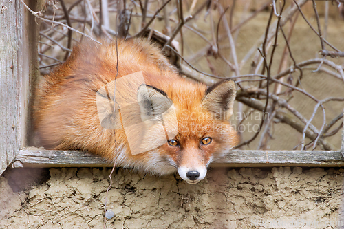 Image of red fox by the window