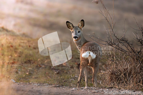 Image of roe deer at dawn