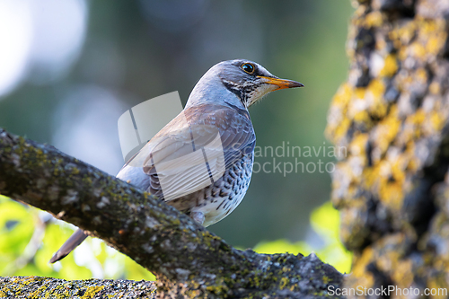 Image of closeup of male fieldfare